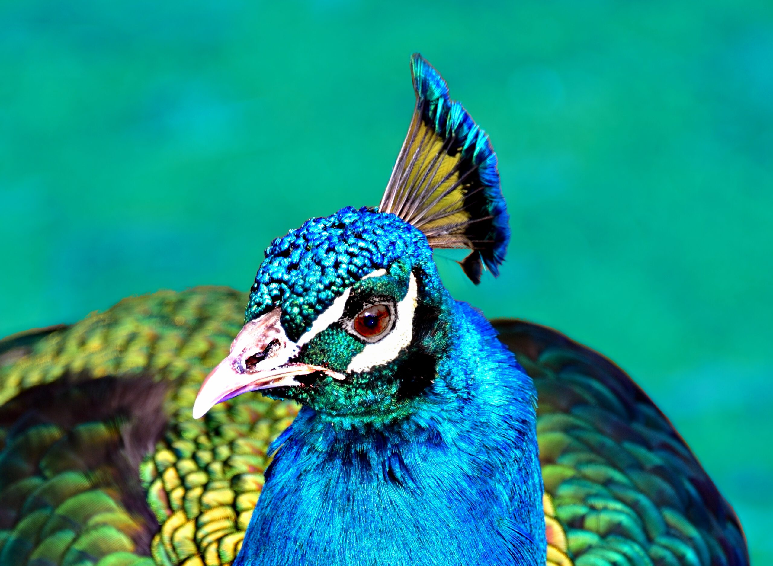 Peacock 2ab close up_pe
