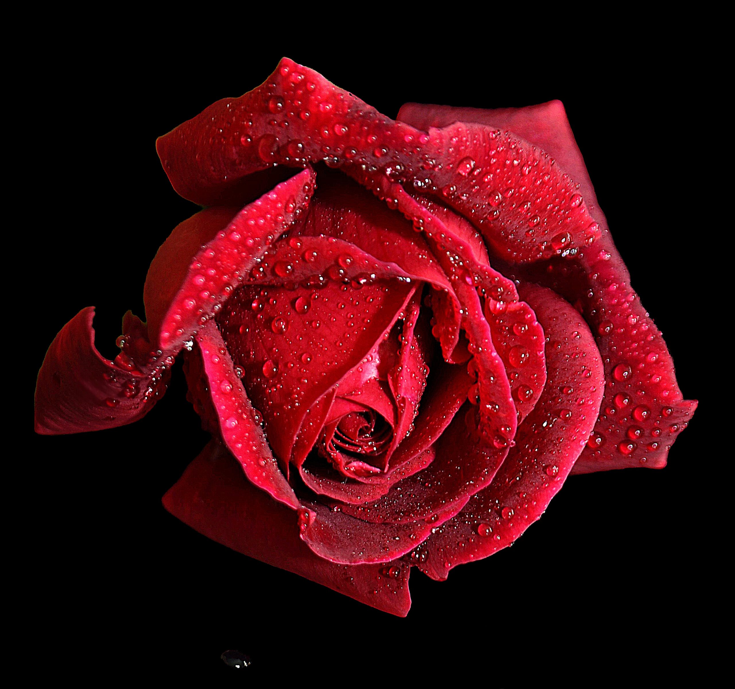 Red young rose black background 1a Victors_pe_pe